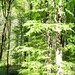Lillafüred - erdő (P1130719)