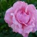 Rózsa (P1190861)