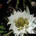 A kaktusz virága (P1210127)