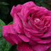 Rózsa (P1270053)