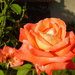 2012.07.02 rózsa