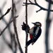 Kopp kopp - Nagy fakopáncs, Great Spotted Woodpecker, Buntspecht