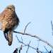 Vörös vércse, Common Kestrel, Turmfalke, Falco tinnunculus