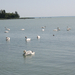 Balatonfüred 2012 július 048