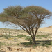 260px-Acacia Negev