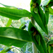 .Nagy sárfű (Euphorbia lathyris)