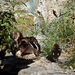 Vadkacsák,(Tőkésrécék) Öreg-tó Tatán