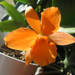 Cattleya