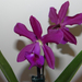 L.cattleya1