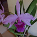 laelia purpurata1