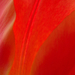 tulipan II 8.
