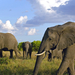 herd of african elephants masai mara game reserve kenya