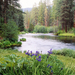 Íriszek-Metolius-folyó-Deschutes Nemzeti Park-Oregon-USA