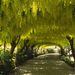 Laburnum Arch, Bodnant Garden, Gwynedd, Wales