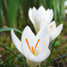 Crocus