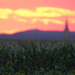 naplemente a kukoricatábla mögött