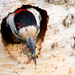 Syrian woodpecker 02