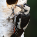 Syrian woodpecker 03