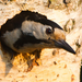 Syrian woodpecker 05