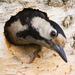 Syrian woodpecker 08