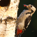 Syrian woodpecker 07