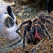 Brachypelma Albopilosum