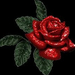 Rózsa virágok királynője( Zéta papa )