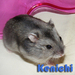 kenichi