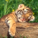 Baby Tiger m