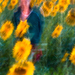 sunflowers-1