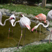 Flamingók veszekedés közben