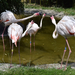 Flamingók veszekedés közben 1