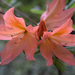 Rododendronok között 7
