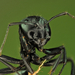 Faodvasító lóhangya (Camponotus ligniperda)