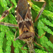 Nyugati levéllábú poloska (Leptoglossus occidentalis)