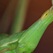 Sisakos sáska (Acrida hungarica)