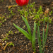 Tulipán eső után
