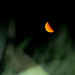 Kelő Hold a Hortobágyon