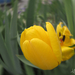 sárga tulipán blur