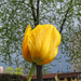 sárga tulipán vízcsepp