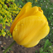 sárga tulipán vízcsepp2