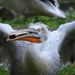 Mérges pelikán
