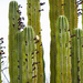 Kaktuszvirág