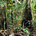Borneói őserdő