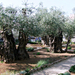 Jeruzsálem, Getsemane kert
