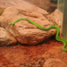 Zöld kígyó