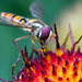 02897 hoverflyatwork 1280x1024