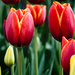 02842 tulips 1280x1024