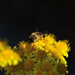Sárga virág méhecskével