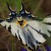 kardfarkú pillangó
